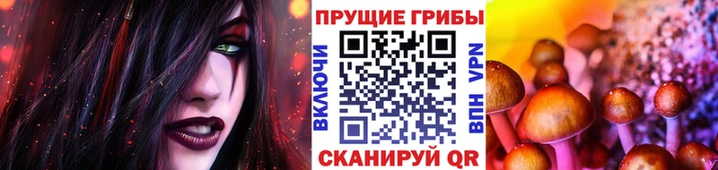 где купить наркоту  Кировград  Псилоцибиновые грибы GOLDEN TEACHER 